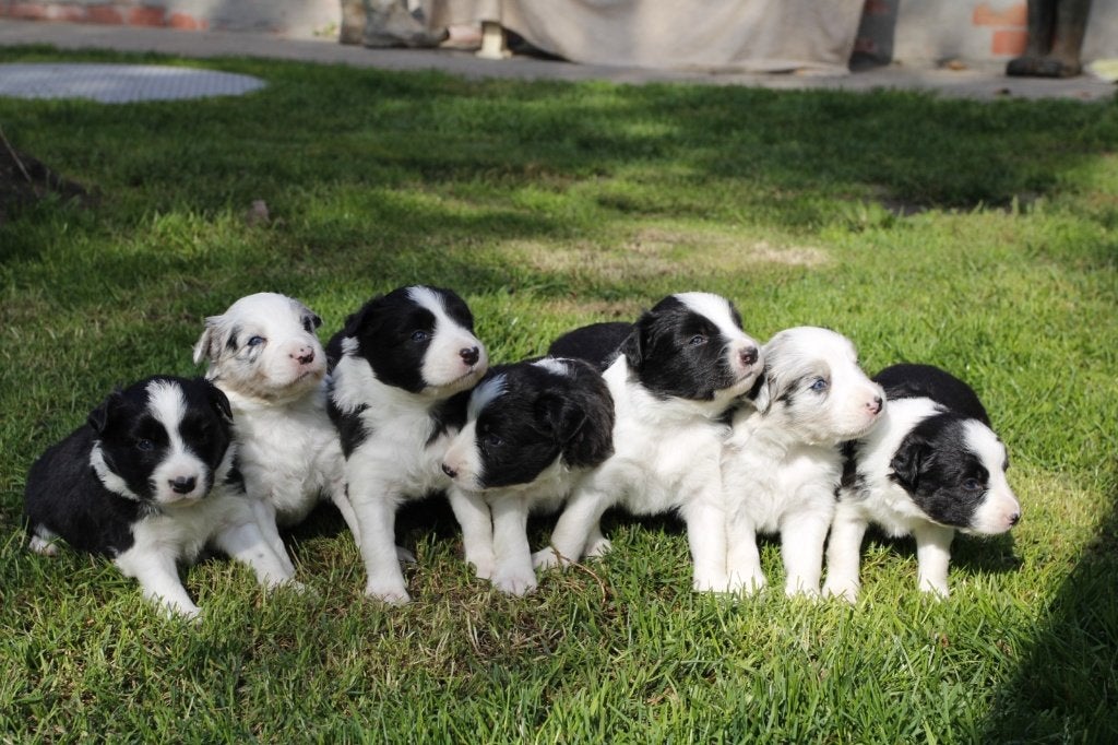Border Collie pups, Dieren en Toebehoren, België, Particulier, 8 tot 15 weken, Collie