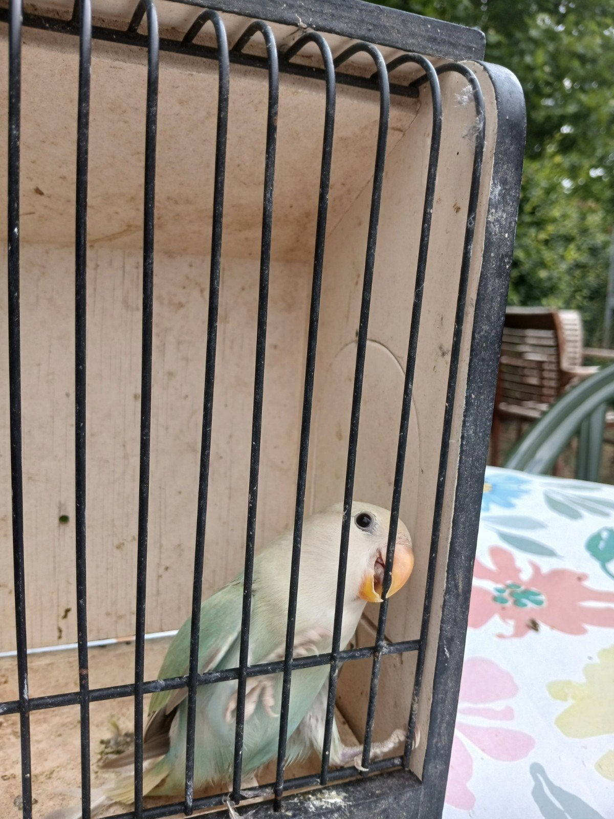 Agapornis roseicollie, Dieren en Toebehoren, Vogels | Kanaries
