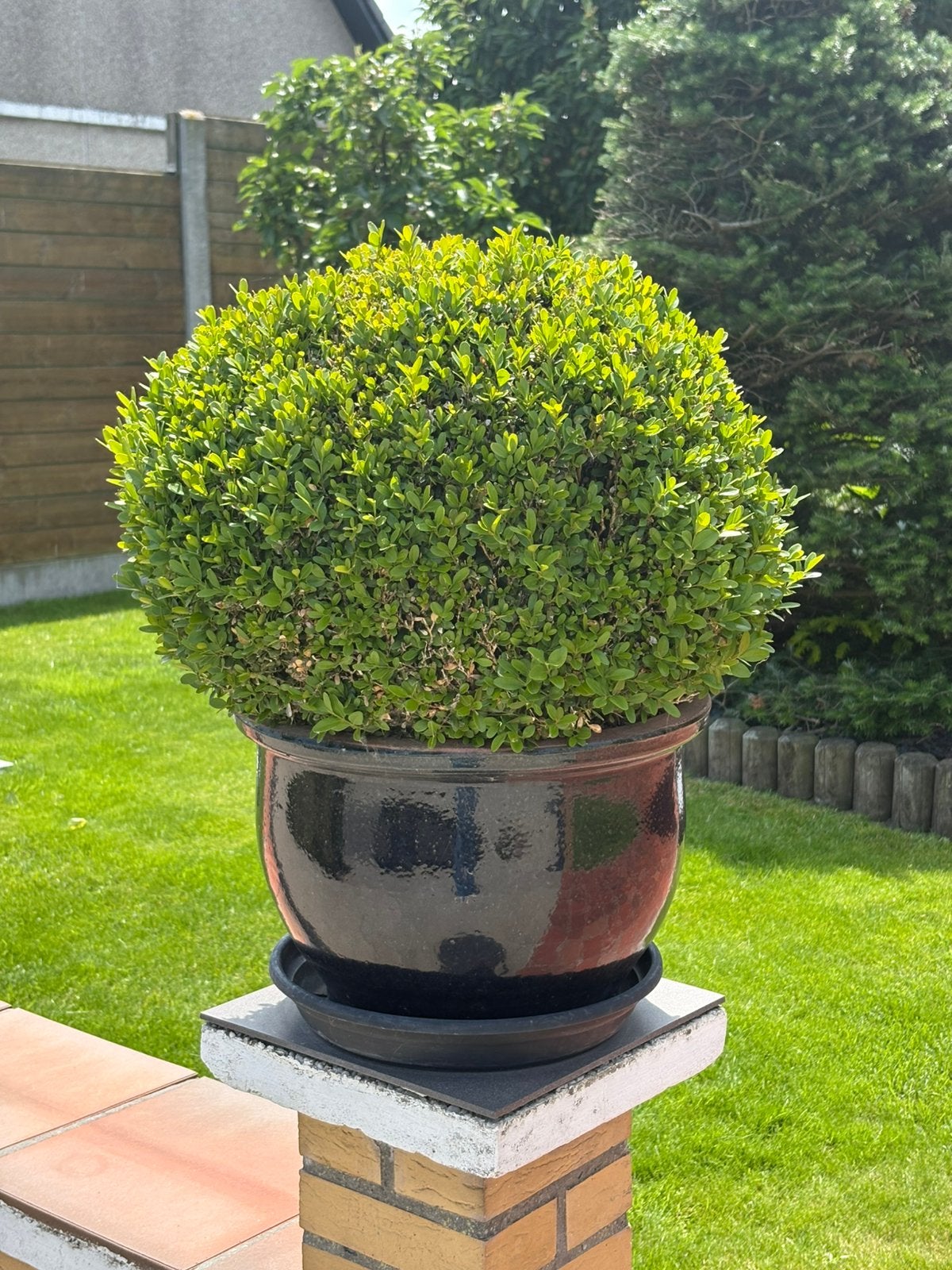 Bloempot met buxus 4 stuks, Enlèvement