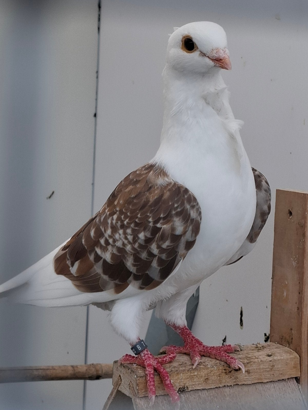Vlaanderse smierel 2026, Dieren en Toebehoren