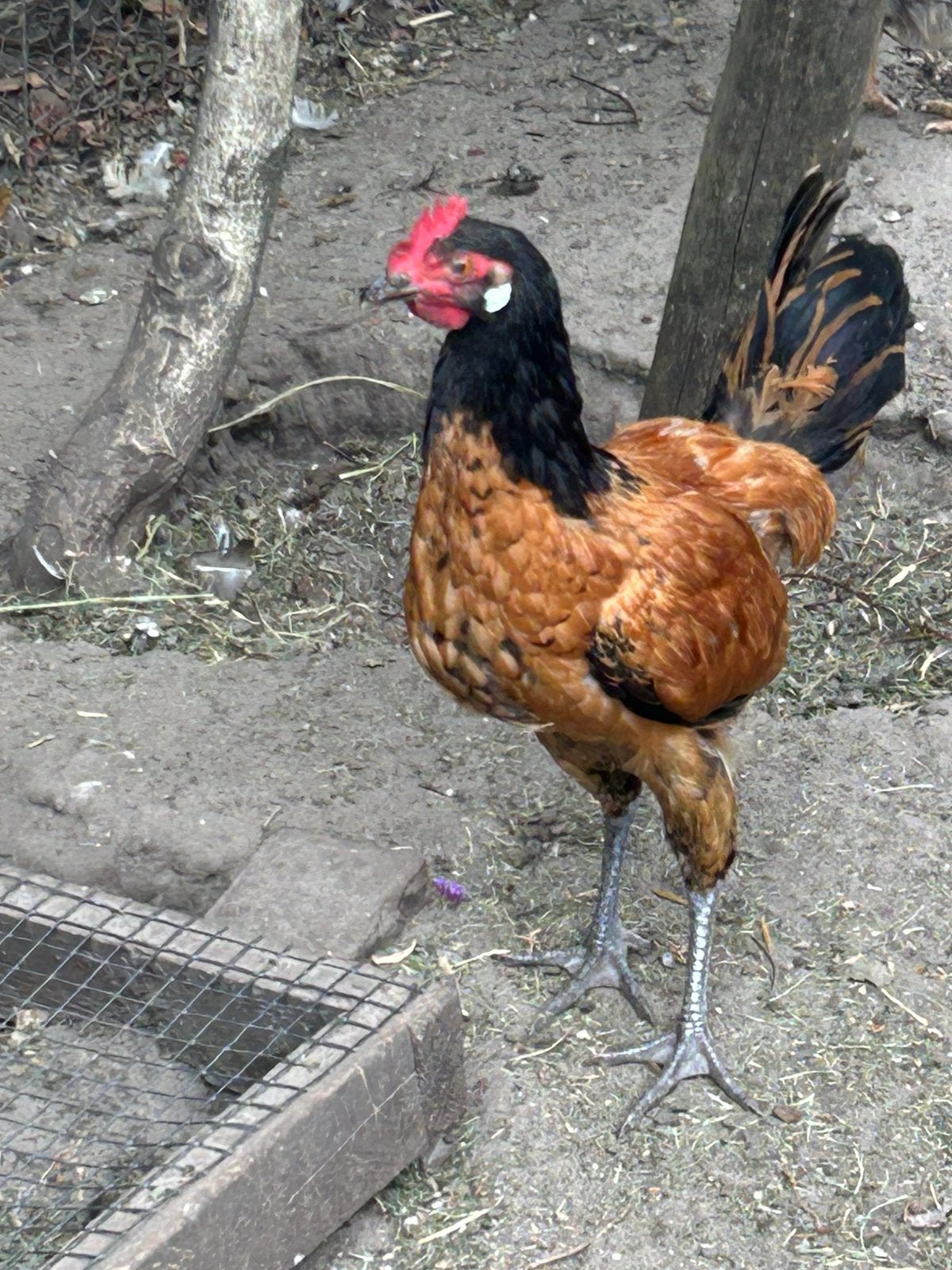 Vorwerk, Dieren en Toebehoren