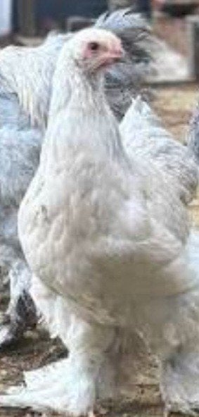 Brahma hennen isabel 4 maand oud, Dieren en Toebehoren