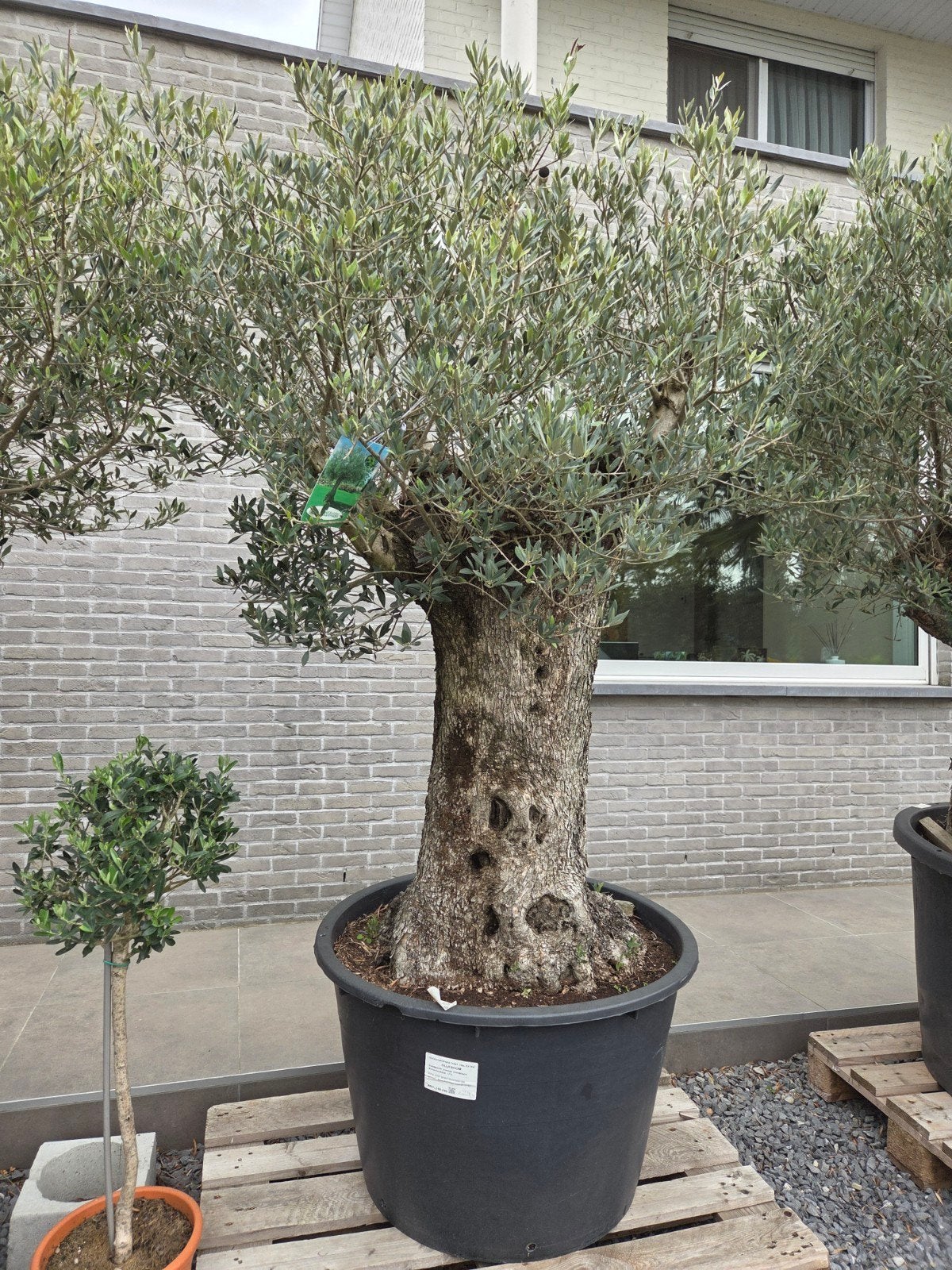 Olijfboom Olea Europaea Bonsai, Ophalen, Olijfboom