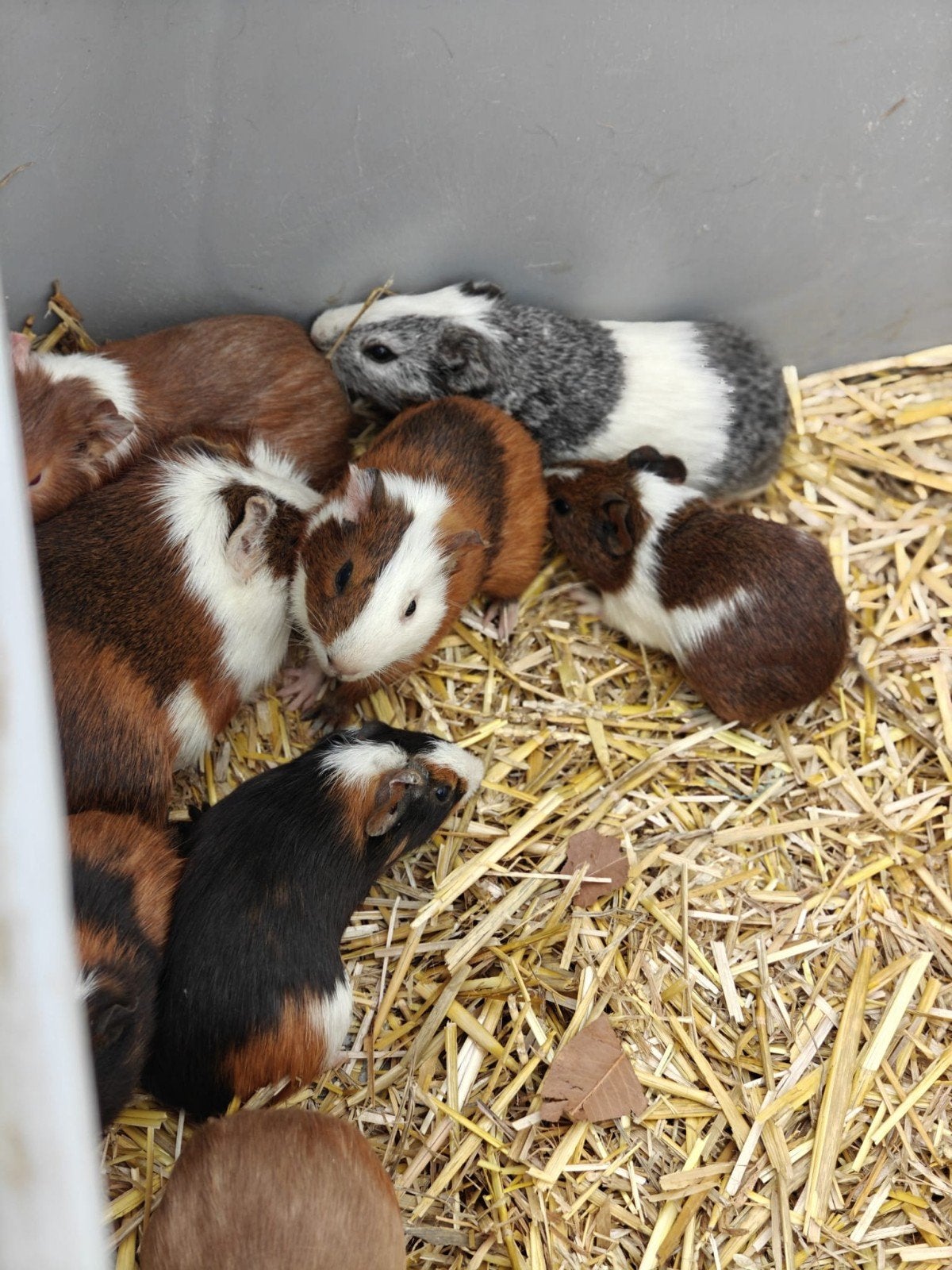 cavia te koop zelf doos meebrengen, Animaux & Accessoires, Juillet, Cobaye