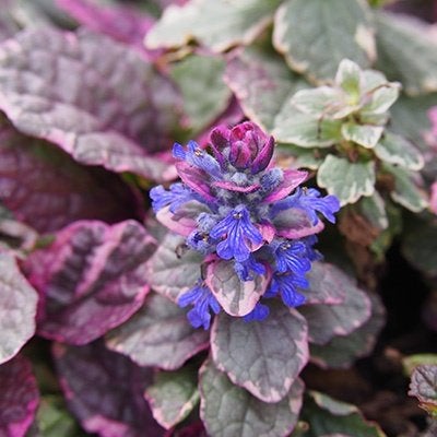 ajuga reptans / zenegroen, Tuin en Terras, Ophalen, Vaste plant