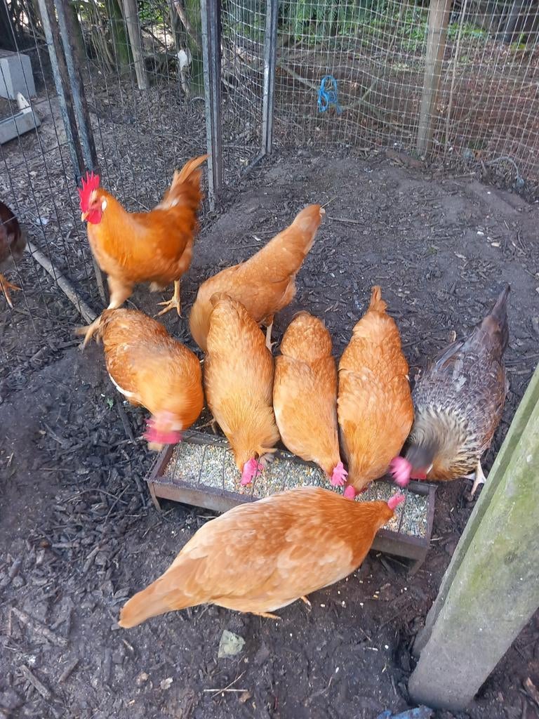 Leghorn buff Broedeieren, Dieren en Toebehoren, Pluimvee