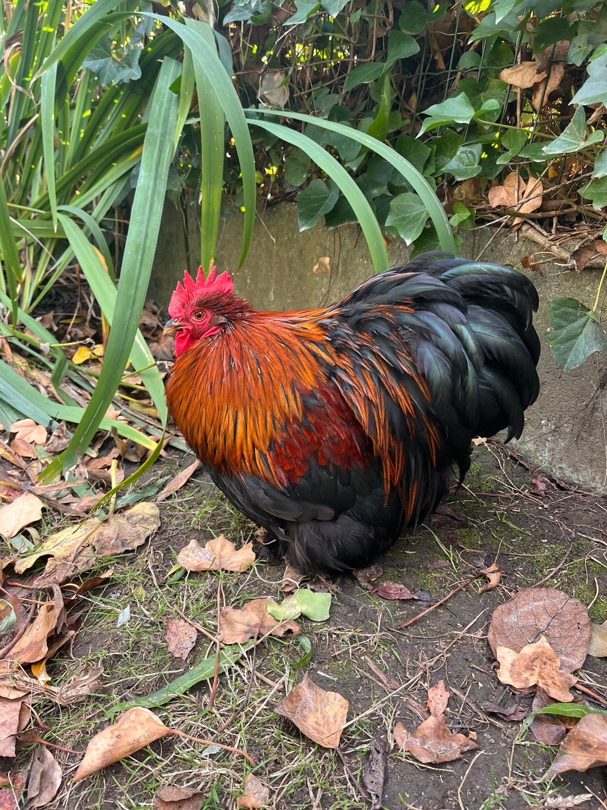 Mooi Cochin haantje, Dieren en Toebehoren, Mannelijk, Kip