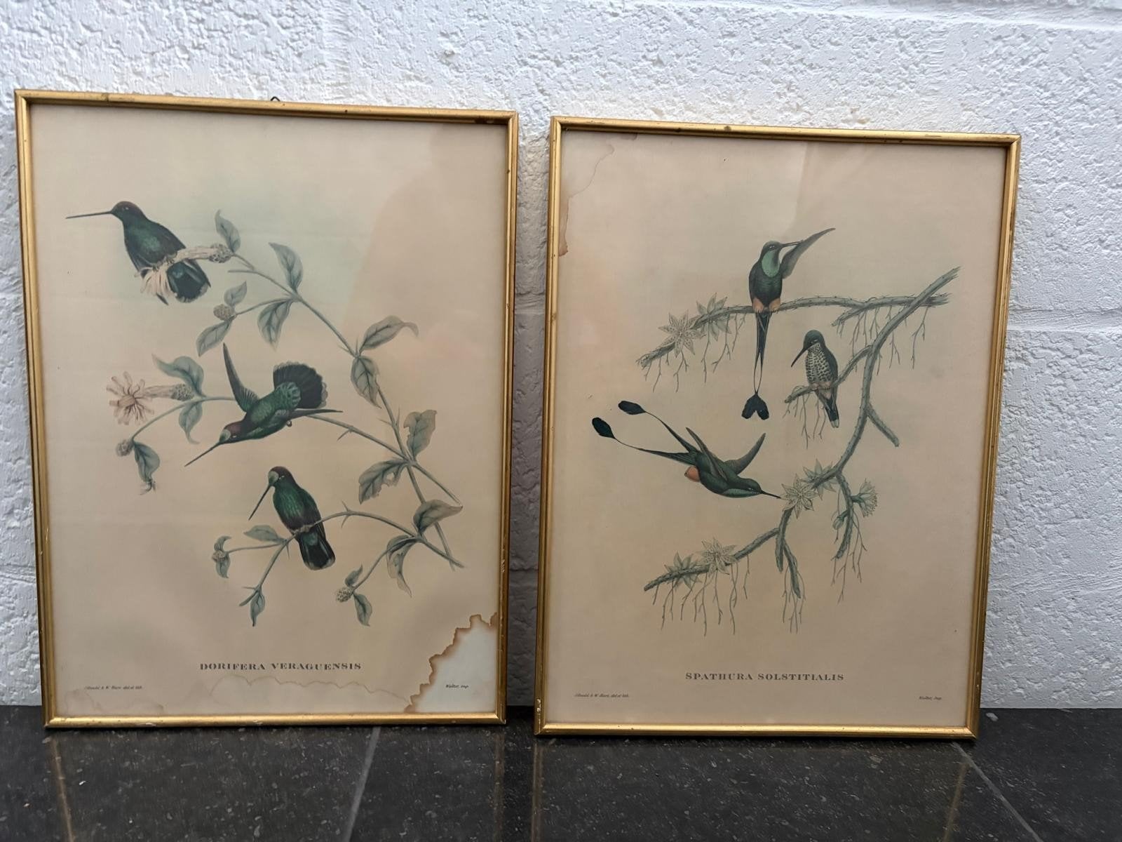 Vintage kolibrieprenten, Ophalen