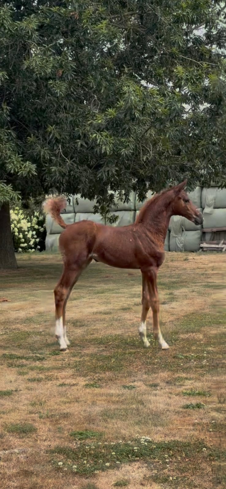 Merrieveulen Chacoon Blue X Calvaro Z, Dieren en Toebehoren, Merrie, Springpaard, Met stamboom, Niet van toepassing