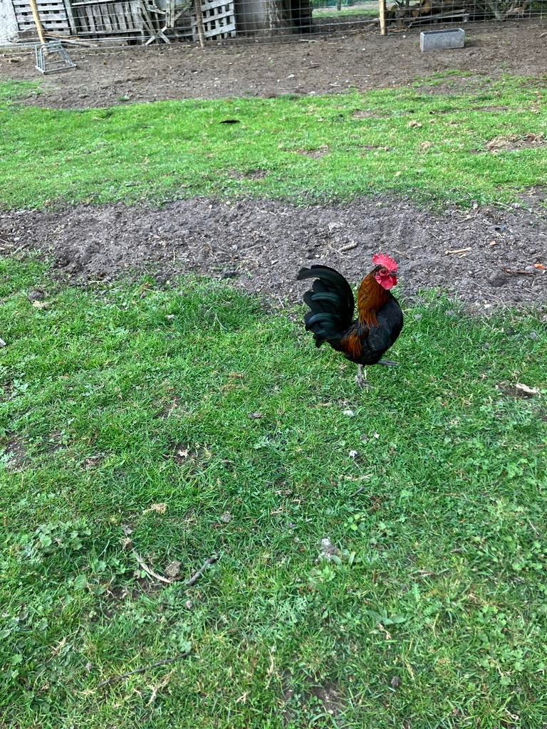 Serama haantje, Dieren en Toebehoren, Kip