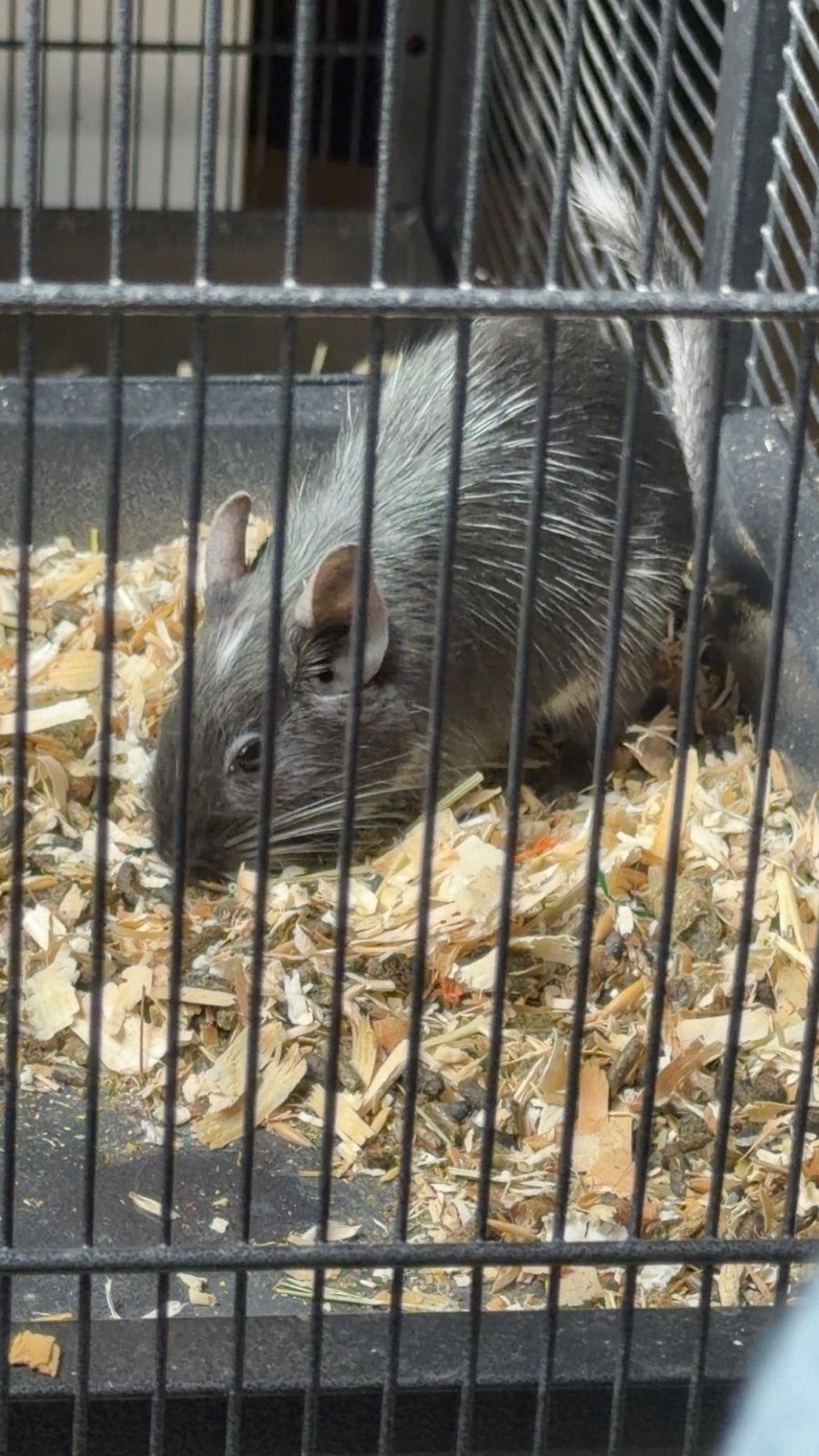 Doegoes, Dieren en Toebehoren, Knaagdieren, Chinchilla, Mannelijk, December, Tam