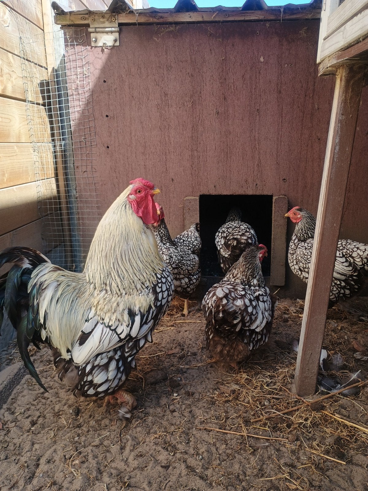 Wyandottes kriel (1 haan + 4 hennen)