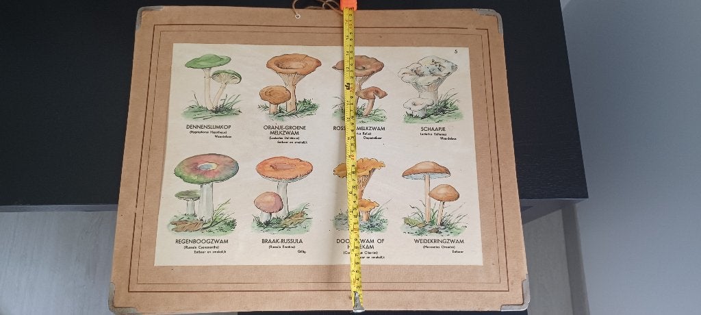 Schoolplaten paddestoel, Antiek en Kunst, Ophalen, Natuur en Biologie