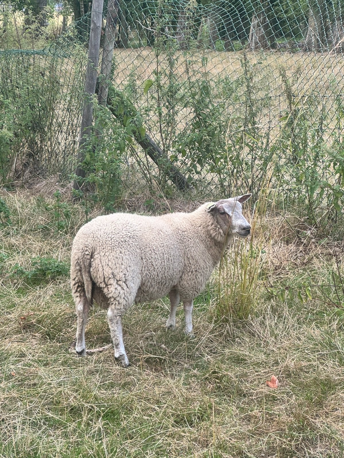 Jonge dekbokken, Dieren en Toebehoren, Mannelijk, 0 tot 2 jaar