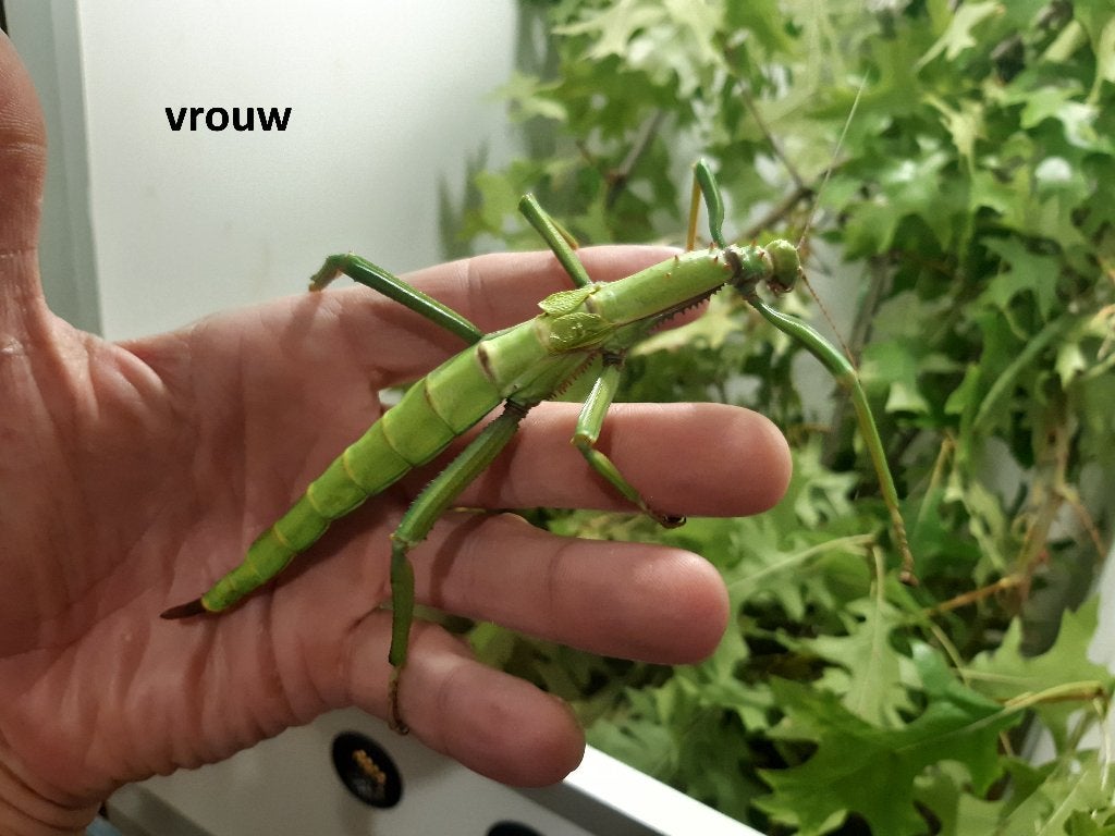 Nimfen Diapherodes gigantea, Dieren en Toebehoren, Insecten en Spinnen, Wandelende tak