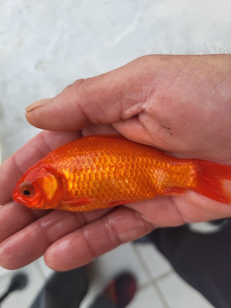 weet iemand wat deze ziekte is, Goudvis(sen)