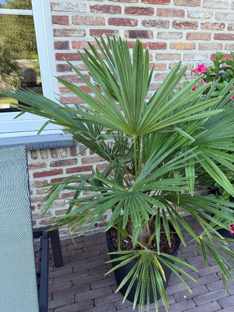 Trachycarpus fortunei ( hoogte 1,3m), Tuin en Terras, Planten | Bomen, Ophalen, Palmboom, 100 tot 250 cm