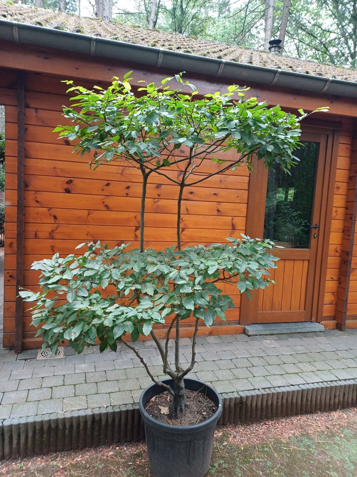 carpinus bonsai, Tuin en Terras, Planten | Bomen, Ophalen