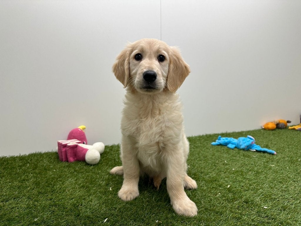 Golden Retriever pup, Dieren en Toebehoren, Honden | Retrievers, Spaniëls en Waterhonden, Reu, Golden retriever, Fokker | Professioneel