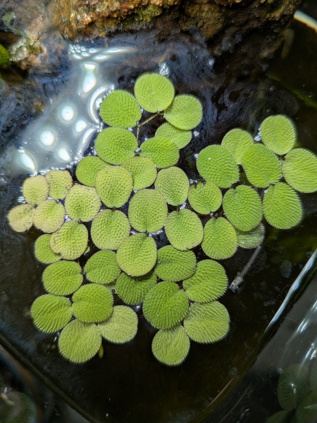 Salvinia auriculata - vlotvaren, Ophalen