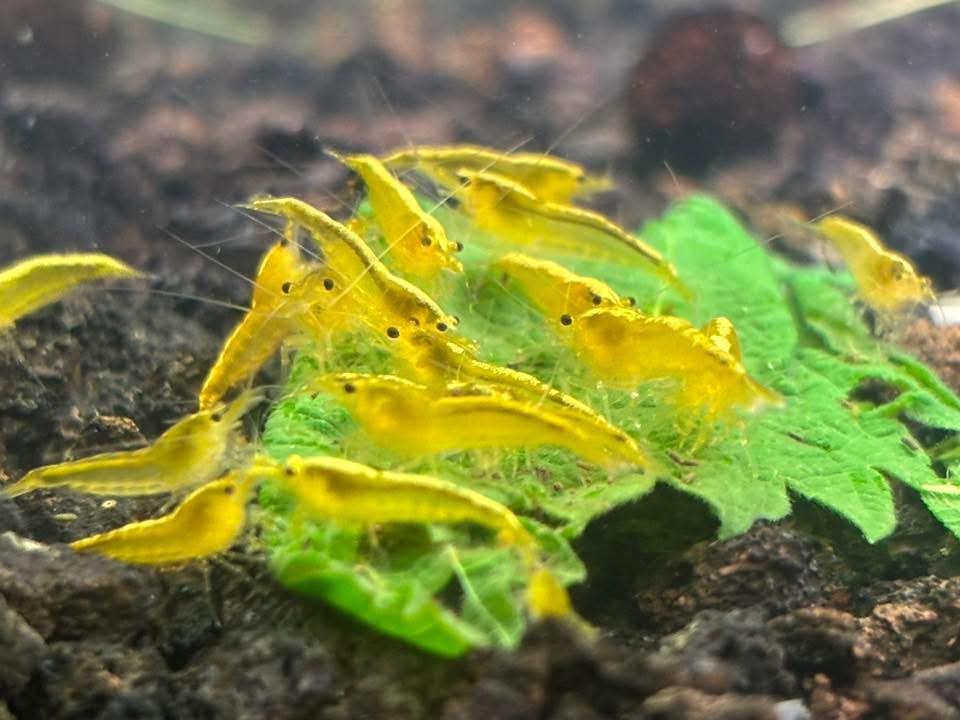 Crevettes Neocaridina yellow Néon, Enlèvement