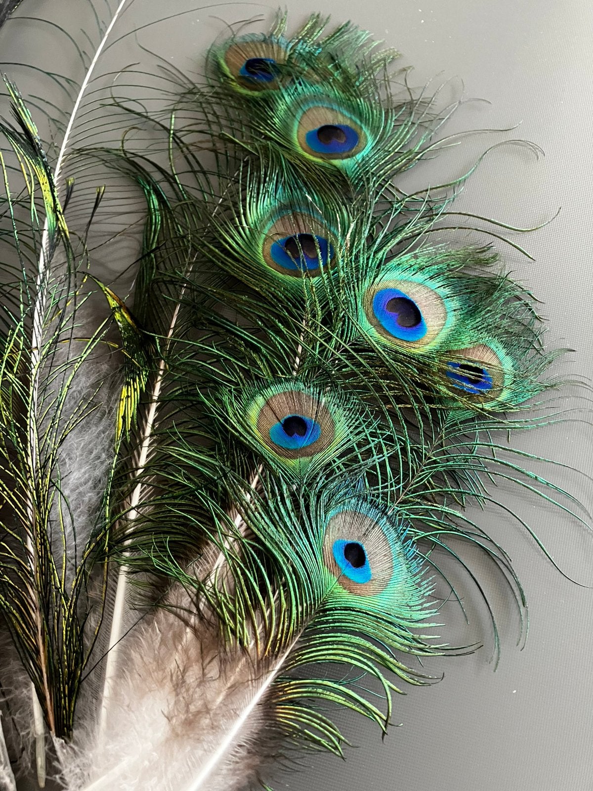 Lot pauwenveren: 8 ogen + 6 zonder oog., Huis en Inrichting, Woonaccessoires | Droogbloemen, Ophalen of Verzenden, Zo goed als nieuw