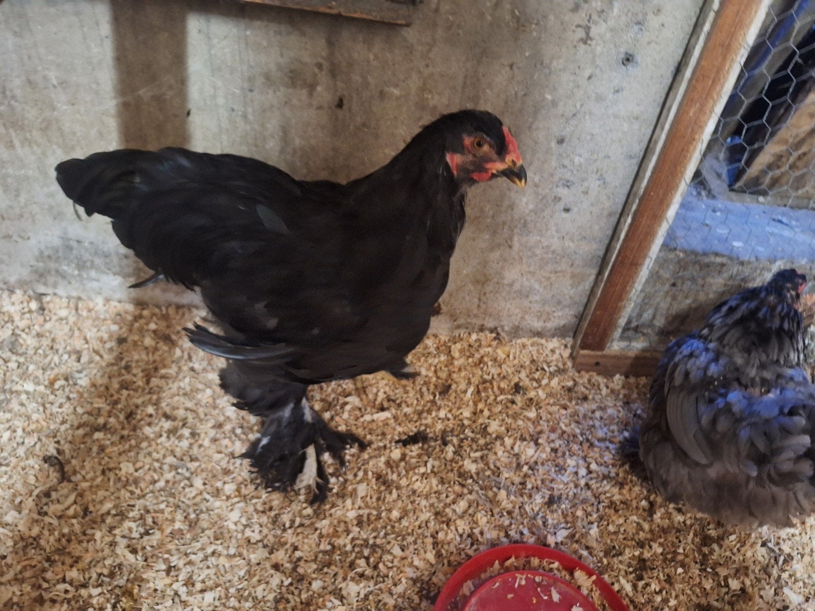 Coq Brahma, Animaux & Accessoires, Volatiles