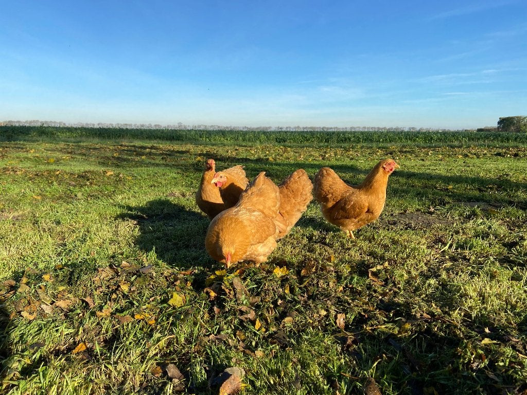 Jonge tamme Wyandotte kriel buff gesekst en ingeënt, Dieren en Toebehoren, Pluimvee, Kip