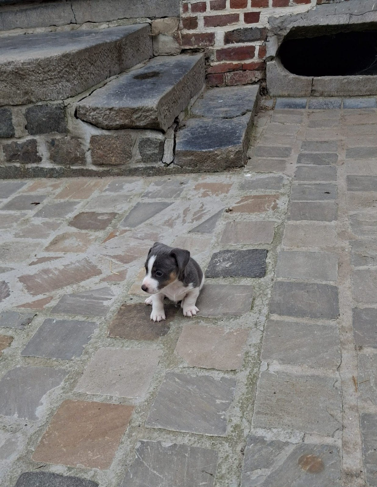 Jack russell pup, België, Particulier, Jack Russell Terriër, 8 tot 15 weken