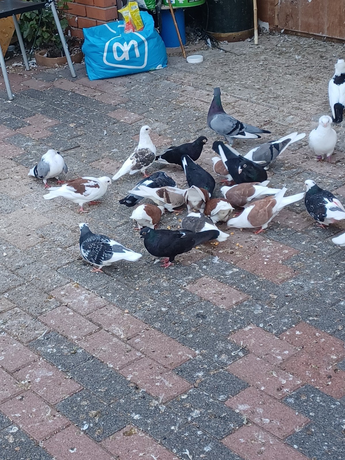 duiven  te koop, Dieren en Toebehoren, Pluimvee