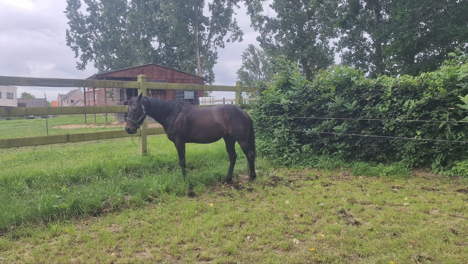 Super lief paard, Dieren en Toebehoren, Paarden, Ruin, Zadelmak