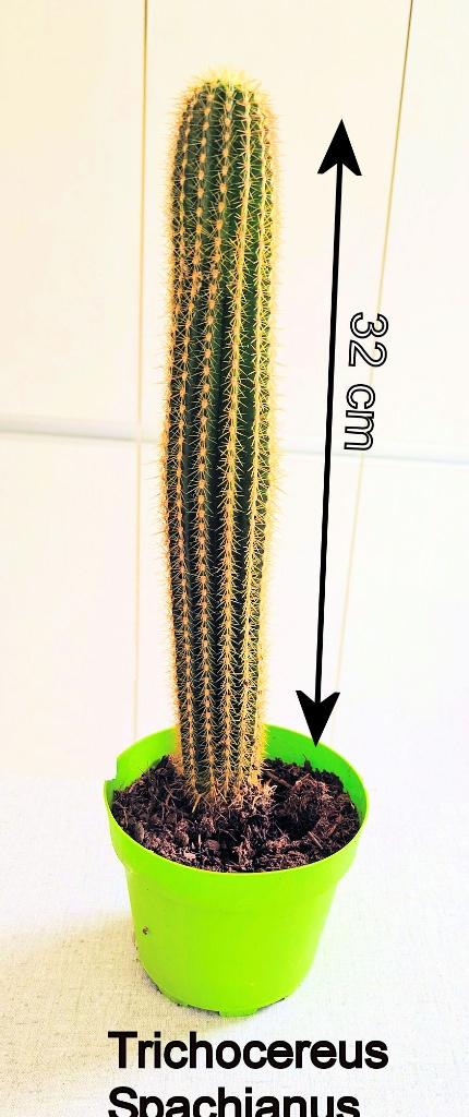 Cactus Trichocereus spachianus 32 cm, Maison & Meubles, En pot, Moins de 100 cm, Cactus, Plein soleil
