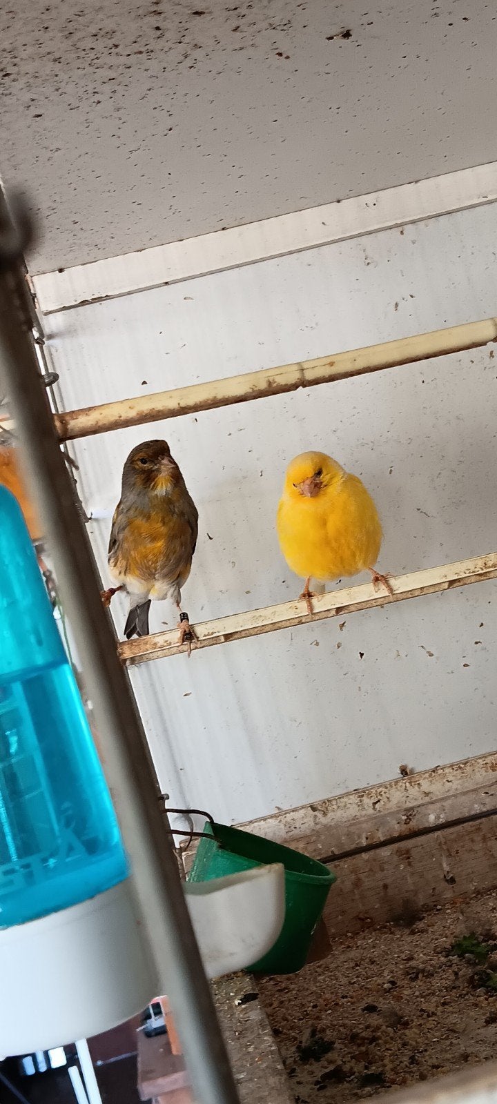 koppel kanarie, Dieren en Toebehoren, Vogels | Kanaries