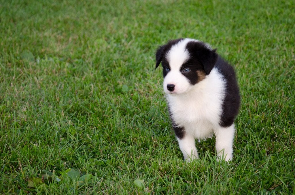 Border collie pups geboren op boerderij, Particulier, Chien (mâle), Maladie de Carré (chiens), Belgique