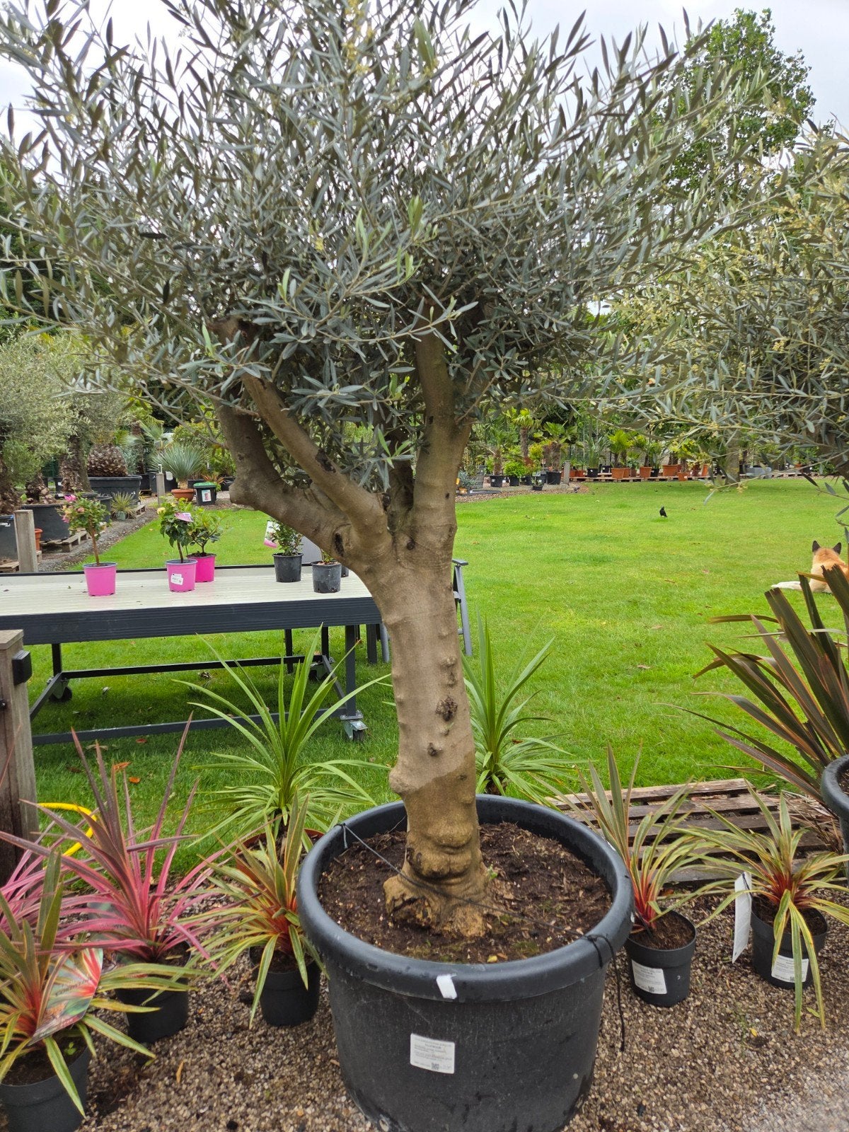 Olijfboom Olea Europaea mooi vertakt, Ophalen, Olijfboom
