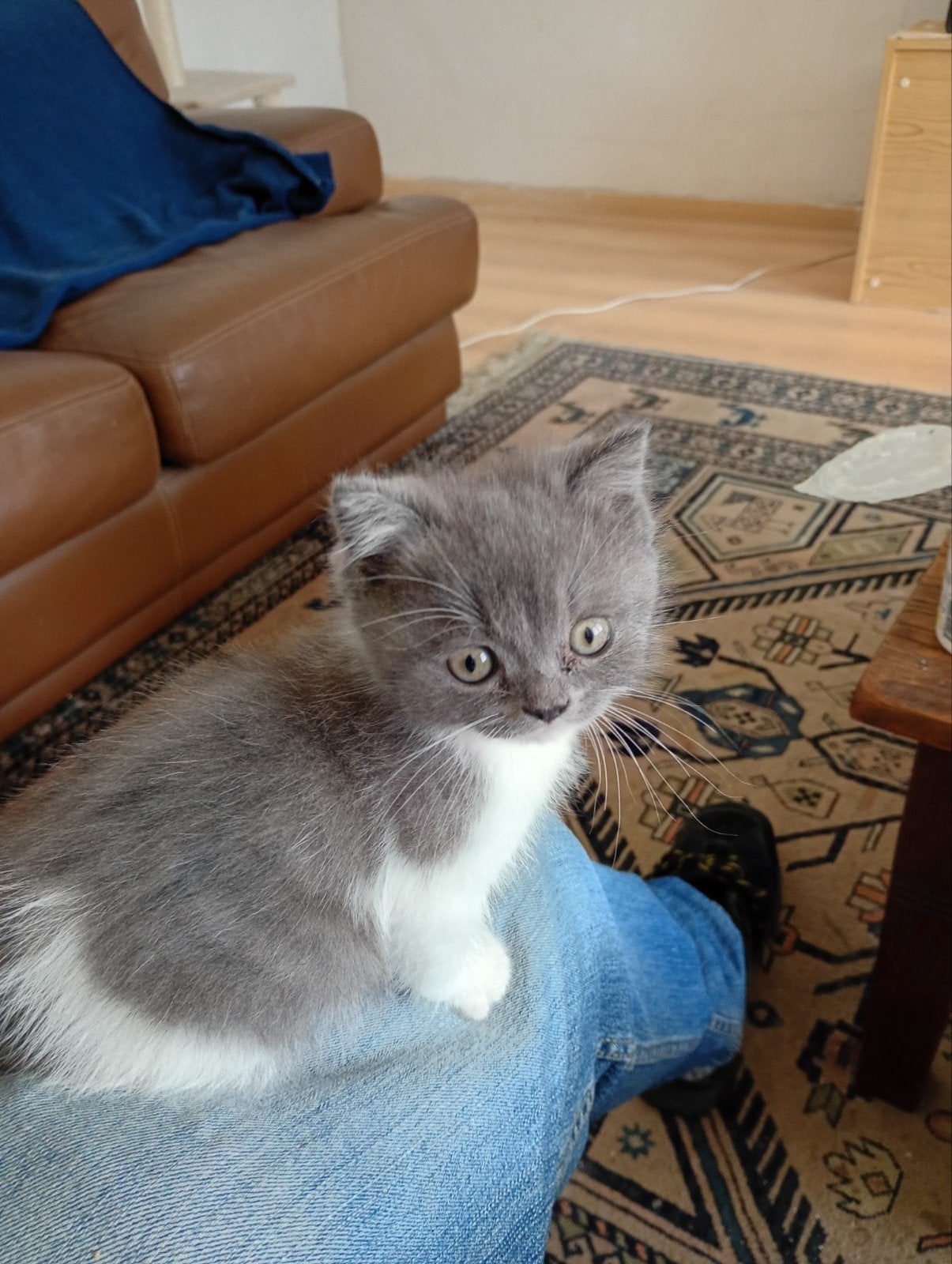 Brits Korthaar bicolor kitten, Animaux & Accessoires, Chats & Chatons | Chats de race | Poil ras, Plusieurs animaux, 0 à 2 ans