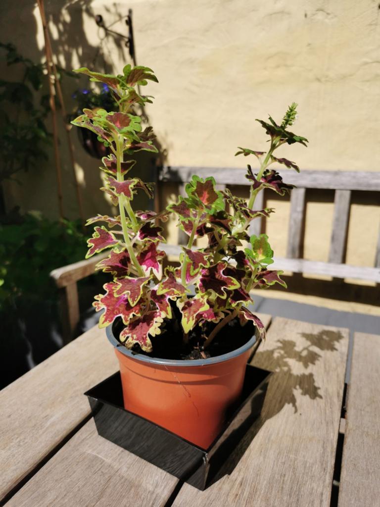 Coleus inky fingers gezonde plant, Huis en Inrichting, Kamerplanten, Ophalen, Overige soorten, Minder dan 100 cm, Bloeiende kamerplant