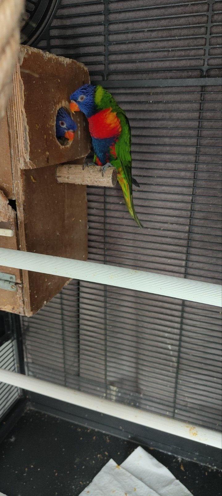 lorybabys v d blauwe bergen, Dieren en Toebehoren, Meerdere dieren, Papegaai, Tam
