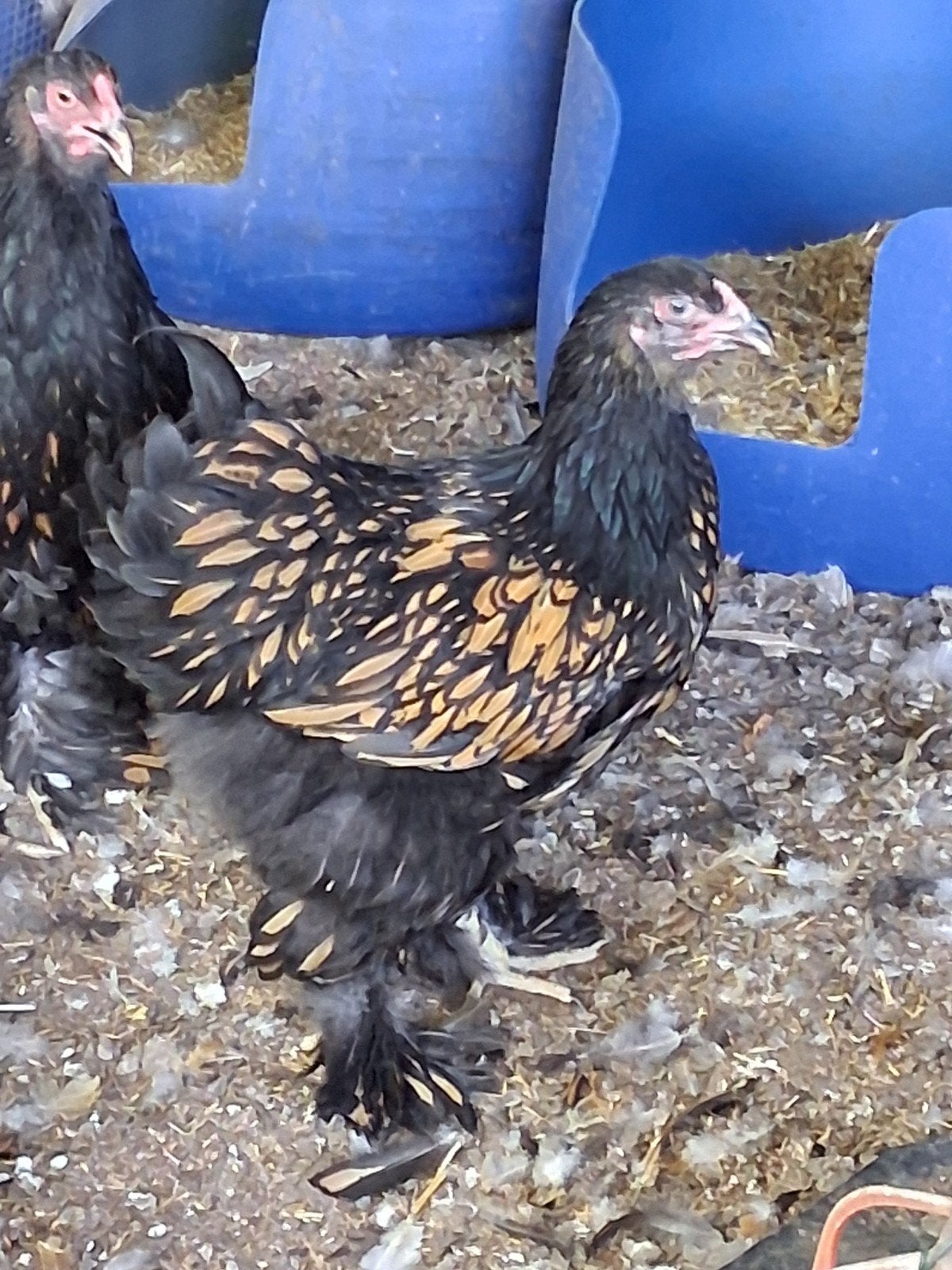 brahma goud zwart,1 haan met 2 hennen, 3 maanden oud