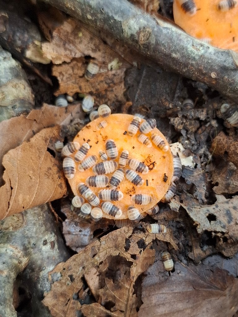Cubaris sp. White shark - Isopods -, Autres espèces