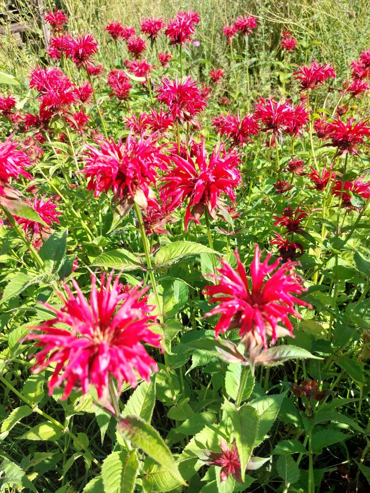 Monarda p9, Tuin en Terras, Ophalen