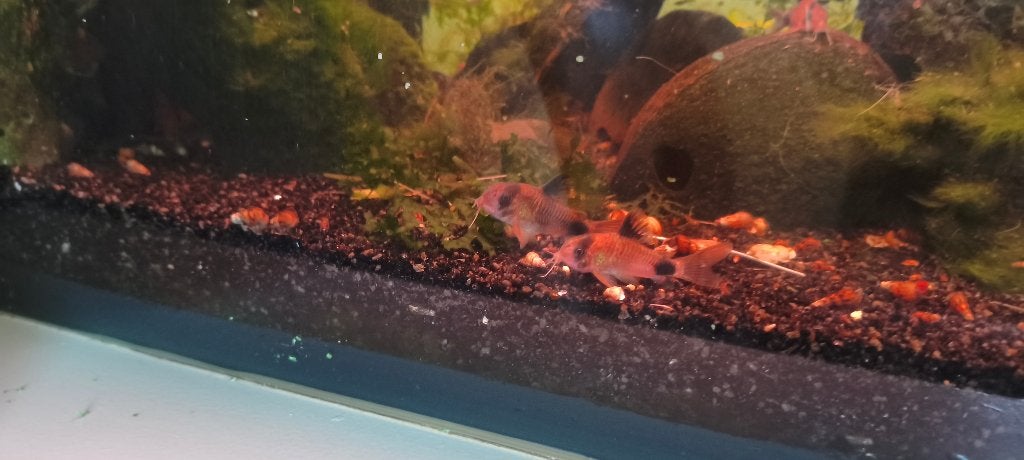 Corydoras panda, Dieren en Toebehoren, Vis, Zoetwatervis, Schoolvis