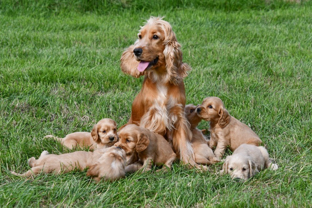 Engelse Cocker Spaniël pups te koop - Moeder aanwezig, België, CDV (hondenziekte), 8 tot 15 weken, Meerdere