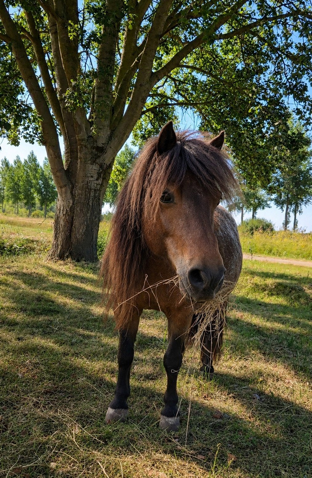 Lieve shetlander merrie, Merrie, Met stamboom, Niet van toepassing, A pony (tot 1.17m)