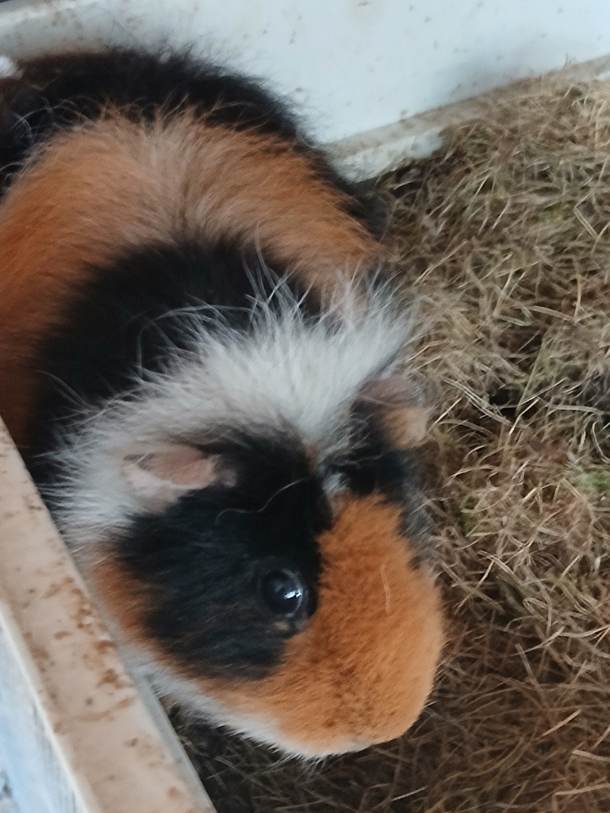cavia zeugje 2 jaar oud met jong, Dieren en Toebehoren, Knaagdieren, Juni, Vrouwelijk, Cavia