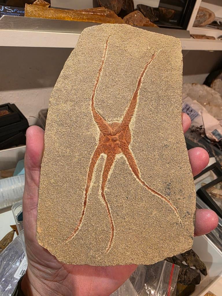 Fossiele slangenster uit marokko 18 cm., Verzamelen, Ophalen of Verzenden, Fossiel