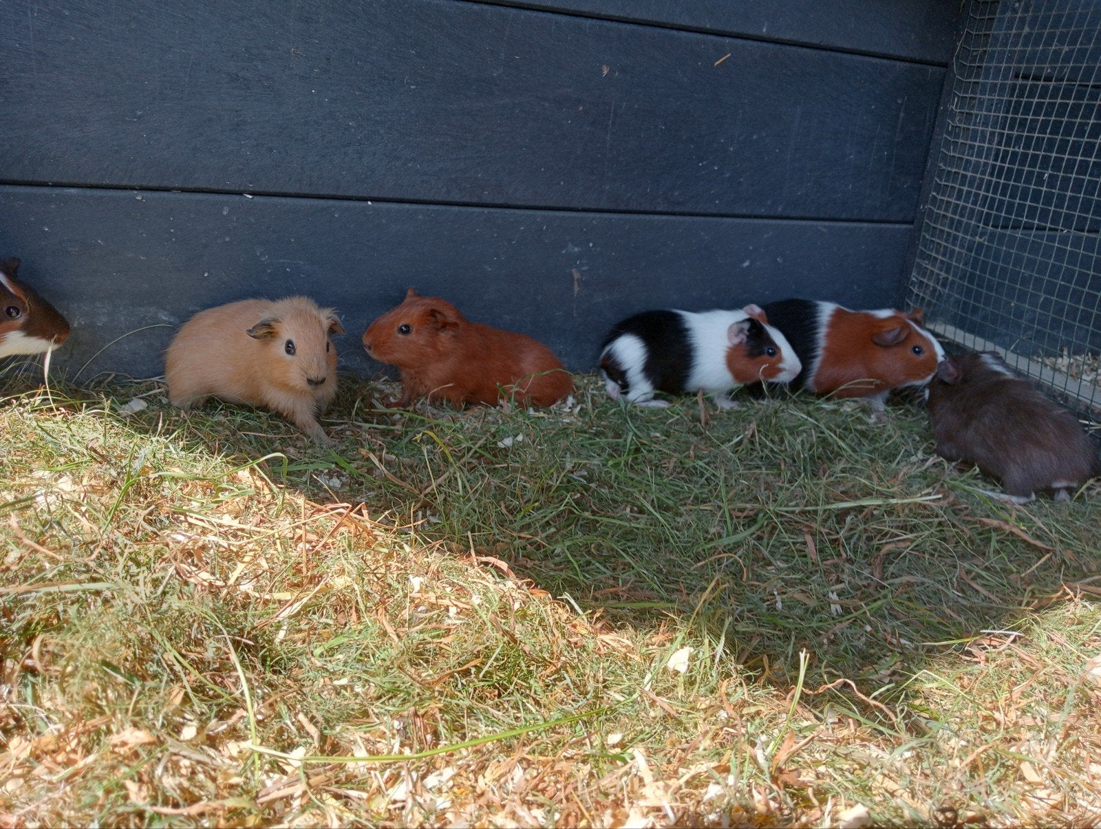 Jonge cavia beertjes, Mâle, Juin, Domestique, Cobaye