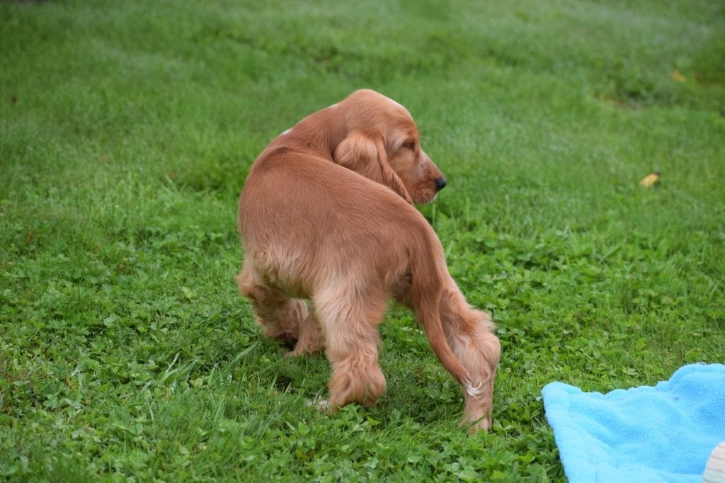 Chiots cocker anglais, Animaux & Accessoires, Chiens | Retrievers, Épagneuls & Chiens d'eau, 15 semaines à 1 an, Maladie de Carré (chiens)