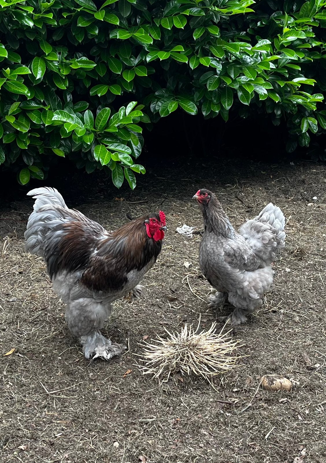 Broedeieren Brahma groothoender blauw, Animaux & Accessoires