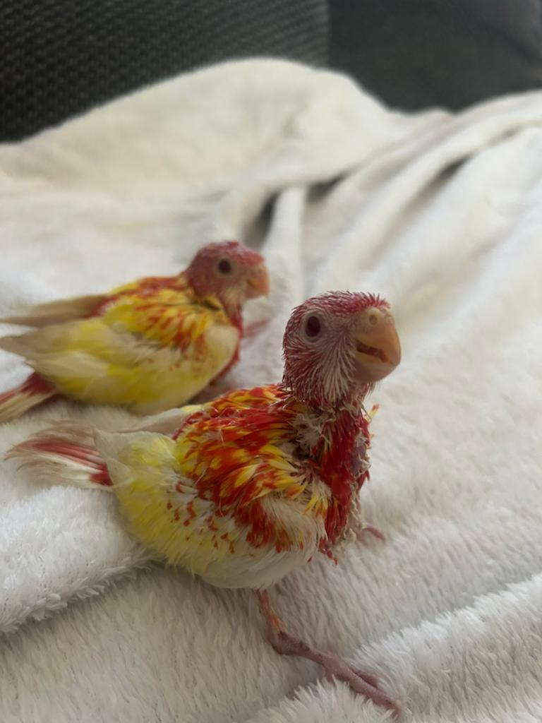 Handtamme rosella’s, Dieren en Toebehoren, Vogels | Overige Vogels
